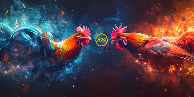 Aog Cock Là Gì? Sảnh Cược Đấu Trường Đá Gà Chất Lượng 1 Aog Cock La Gi Sanh Cuoc Dau Truong Da Ga Chat Luong