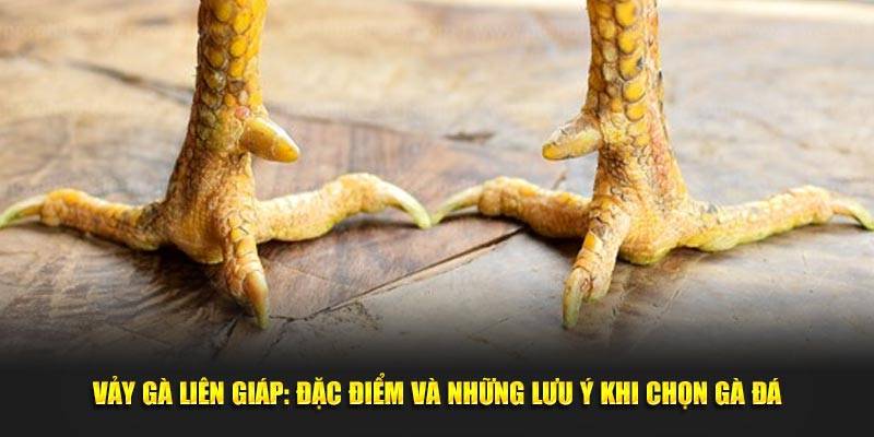 Đá Gà Liên Giáp - Cuộc Chiến Đỉnh Cao Của Những Hùng Kê 4 Các Loại Vảy Liên Giáp Ở Chiến Kê Máu Chiến