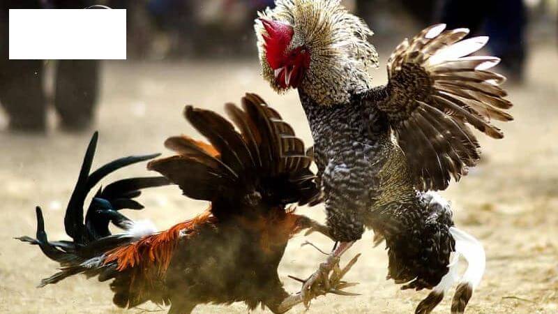 Đá Gà Cựa Dao – Đỉnh Cao Của Sự Kịch Tính 5 Đá Gà Cựa Dao Tại 79King