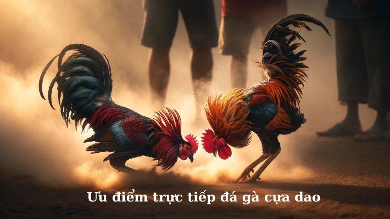 Đá Gà Cựa Dao – Đỉnh Cao Của Sự Kịch Tính 1 Đá Gà Cựa Dao – Đỉnh Cao Của Sự Kịch Tính