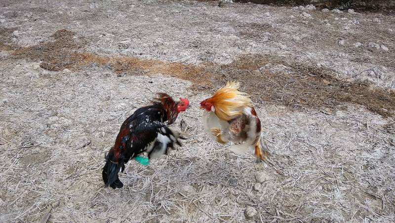 Đá Gà Liên Giáp - Cuộc Chiến Đỉnh Cao Của Những Hùng Kê 1 Da Ga Lien Giap Cuoc Chien Dinh Cao Cua Nhung Hung Ke