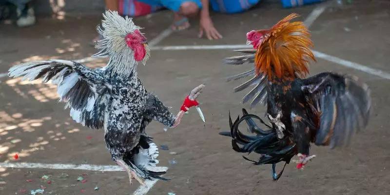 Đá Gà Cựa Dao – Đỉnh Cao Của Sự Kịch Tính 3 Điểm Nổi Bật Của Đá Gà Cựa Dao – Sự Cuốn Hút Không Thể Chối Từ