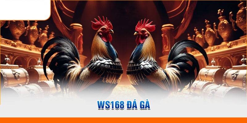 Giới Thiệu WS168 Đá Gà - Tỉ Lệ Cược Cực Hấp Dẫn 3 Điểm Nổi Bật Của WS168 Đá Gà