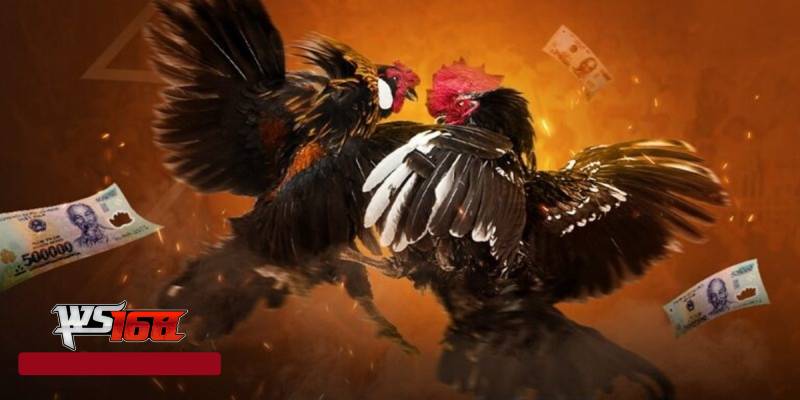 Giới Thiệu WS168 Đá Gà - Tỉ Lệ Cược Cực Hấp Dẫn 1 Gioi Thieu WS168 Da Ga Ti Le Cuoc Cuc Hap Dan