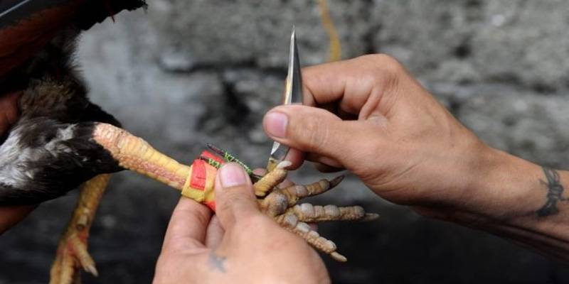 Đá Gà Cựa Dao – Đỉnh Cao Của Sự Kịch Tính 4 Quy Tắc Thi Đấu Đá Gà Cựa Dao