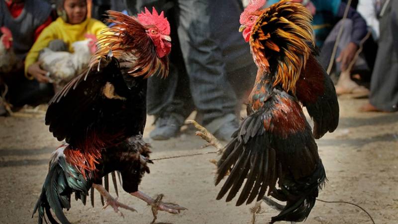 Đá Gà Liên Giáp - Cuộc Chiến Đỉnh Cao Của Những Hùng Kê 3 Tại Sao Đá Gà Liên Giáp Được Yêu Thích Tại 79King?