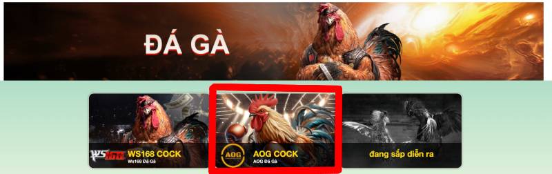 Aog Cock Là Gì? Sảnh Cược Đấu Trường Đá Gà Chất Lượng 4 Tại sao AOG Cock được yêu thích tại 79King?